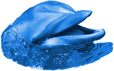 delfin111